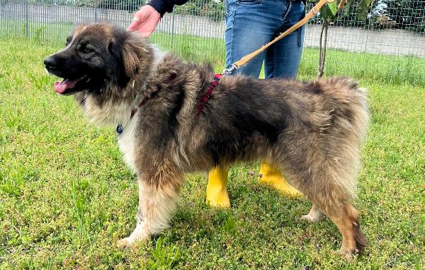 PRUGNA BELLISSIMA Foto 8